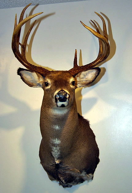 mounted deer head